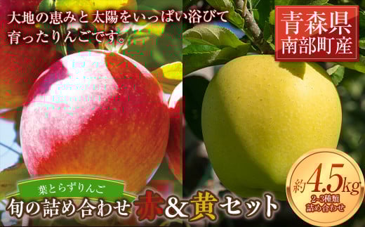 葉とらずりんご 旬の詰め合わせ 赤＆黄セット 約4.5kg 【四戸農園】  減農薬 有機肥料 青森りんご リンゴ 林檎 アップル あおもり 青森 青森県 南部町 果物 くだもの フルーツ 3kg 以上 F21U-265
