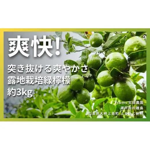 露地 グリーンレモン 約3kg 【2026年10月中旬以降発送】