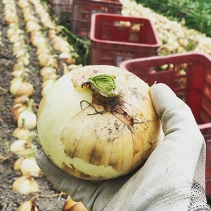農家さん直送 低農薬玉ねぎ Ｌサイズ 約10kg 【4月中旬～7月中旬発送予定】
