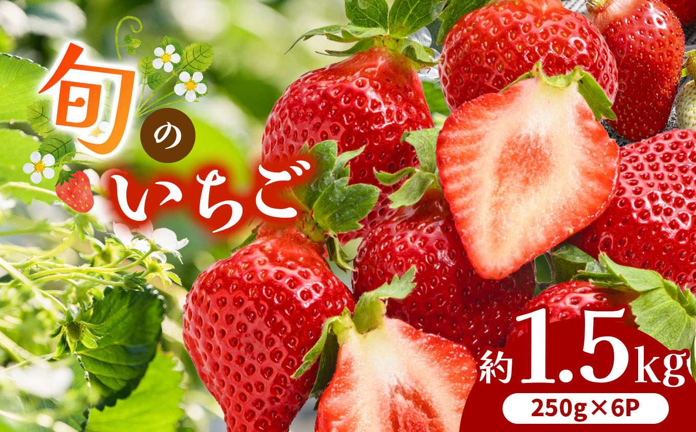 
            熊本県産 旬の いちご 約 1.5kg （250g ×6P） | フルーツ 果物 くだもの 苺 イチゴ 旬 熊本 熊本県 玉名市
          