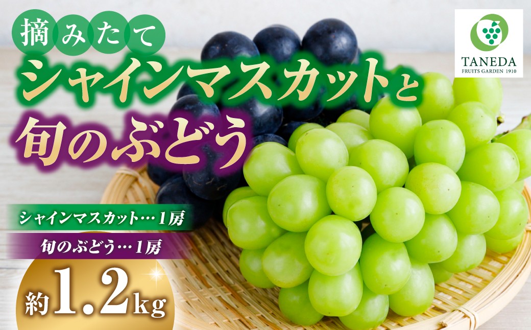 
                  摘みたてシャインマスカットと旬のぶどう 1.2㎏程度（国産 フルーツ 果物 くだもの ブドウ シャインマスカット 2026  贈答用 限定）
                