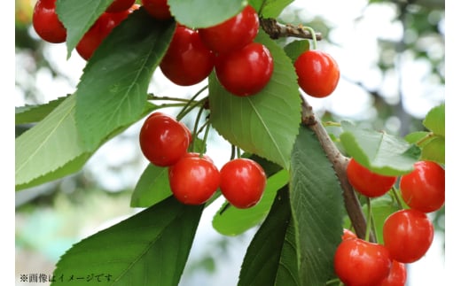 【期間限定発送】 さくらんぼ 紅秀峰 2L サイズ バラ 500g [四釜昌和 山形県 高畠町 tk06ayt020004] サクランボ チェリー 果物 フルーツ くだもの