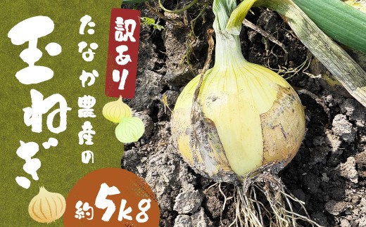 【先行予約】 【訳あり】 たなか農産の柳川産 玉ねぎ 約5kg 【2026年6月下旬～8月上旬迄順次発送予定】 訳アリ 理由あり わけあり 乾燥玉葱 玉葱 玉ねぎ たまねぎ 乾燥野菜 野菜 国産 九州 福岡県 柳川市 常温