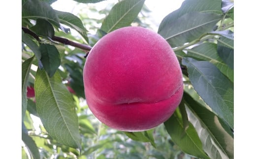 ＜2026年発送先行予約＞  南アルプス市特産 桃(約３ｋｇ) ALPCM006　/  もも　桃　山梨　山梨県　南アルプス市