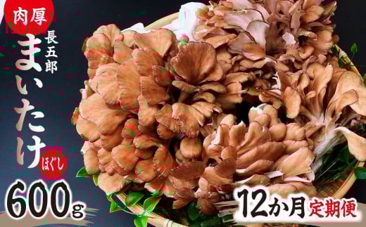 【12ヶ月定期便】まいたけ 長五郎まいたけ ほぐし 300g×2個 まいたけ｜舞茸 まいたけ レシピ付き ジューシー ステーキ 天ぷら 炊き込みご飯 舞茸ご飯 ごはん きのこ 野菜 丸ごと 国産 無農薬 安全 安心 食物繊維 健康  カロリー 低い 産地直送 プレゼント ギフト 贈り物 群馬県 前橋市