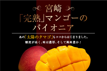 ≪ 先行予約 ≫ 糖度15度以上!! 数量限定 南国宮崎 完熟マンゴー 2L 2玉_BD73-23
