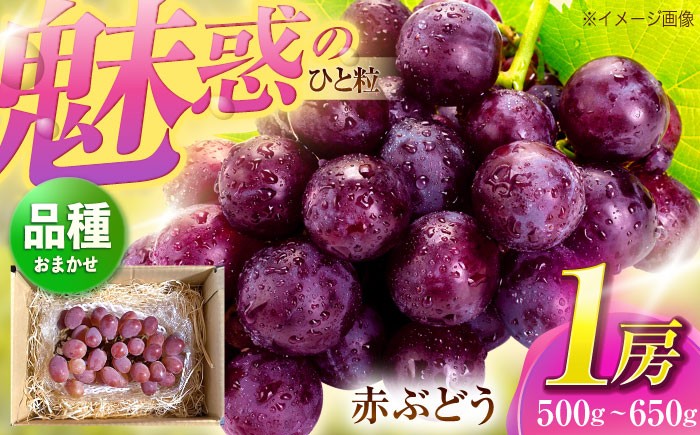 
            【先行予約/数量限定】＜8月下旬より発送開始＞農家さんおまかせ赤ぶどう 1房(約500g~650g)【五反田農園】 [OBW001] / ぶどう クイーンニーナ マイハート 人気ぶどう おまかせぶどう 赤ぶどう
          
