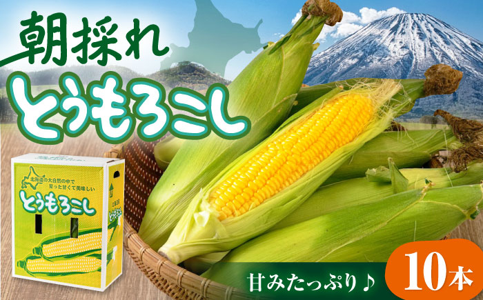
            【先行予約】朝採れ とうもろこし 10本 《喜茂別町》【ニセコビュープラザ直売会協同組合】とうもろこし トウモロコシ コーン 先行予約 季節の野菜 夏野菜 野菜 北海道 先行予約 産地直送 甘い 朝どれ 人気 北海道産 [AJAH025] 13000 13000円
          