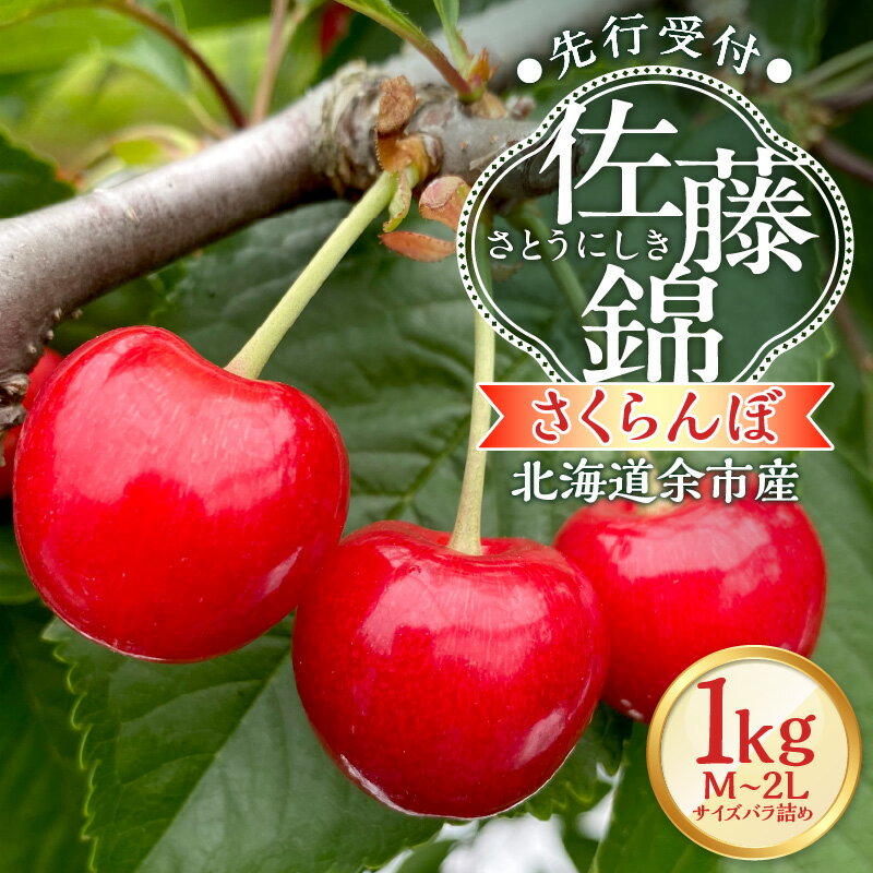 【ふるさと納税】【2026年産 先行予約】＜北海道余市産＞さくらんぼ「佐藤錦」（M～2Lサイズバラ詰め）500g × 2パック 1kg フルーツ 果物 果実 余市産 タルト ジャム デザート サクランボ sakurannbo 朝採れ 贈答用 手土産 アグリ 送料無料 余市町