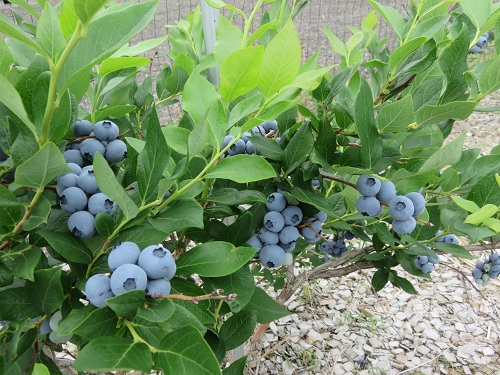 びえいハスカップファーム　美瑛産ブルーベリージャム３本