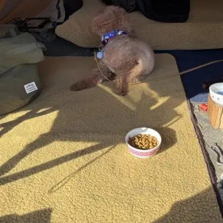 キャンプ、焚火にアルバートン社の難燃・赤外線を吸収して発熱するボアのグランドクロス(キャメル)【1614750】