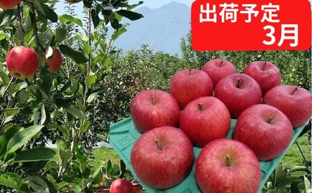 りんご 【 3月発送 】 贈答規格 EM サンふじ 約 3kg 糖度 13度以上 【 弘前市産 青森りんご 】 リンゴ 果物 青森 弘前 ふじ 贈答【 フルーツ デザート 食後 ブランドりんご 贈答用 贈り物  】