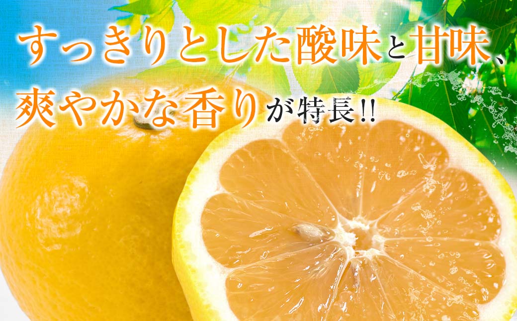 毎年大好評!!宮崎を代表するフルーツ 日向夏 計2.5kg以上 化粧箱入り 期間限定 数量限定 先行予約 2026 令和8年発送 果物 くだもの 柑橘 みかん みかんジュース デザート 国産 食品 お