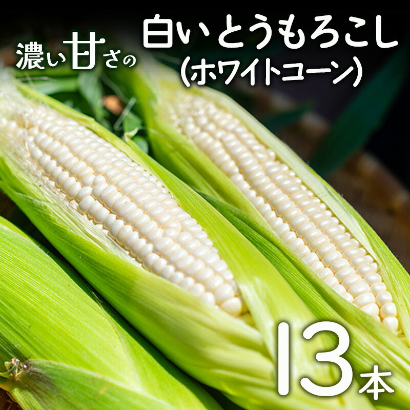 【ふるさと納税】朝採れ 濃い甘さの白いとうもろこし ホワイトコーン 13本 個包装 野菜 とうもろこし トウモロコシ コーン 白とうもろこし 甘い 美味しい 旬 夏野菜 淡路島 洲本市　お届け：2027年6月中旬～7月上旬