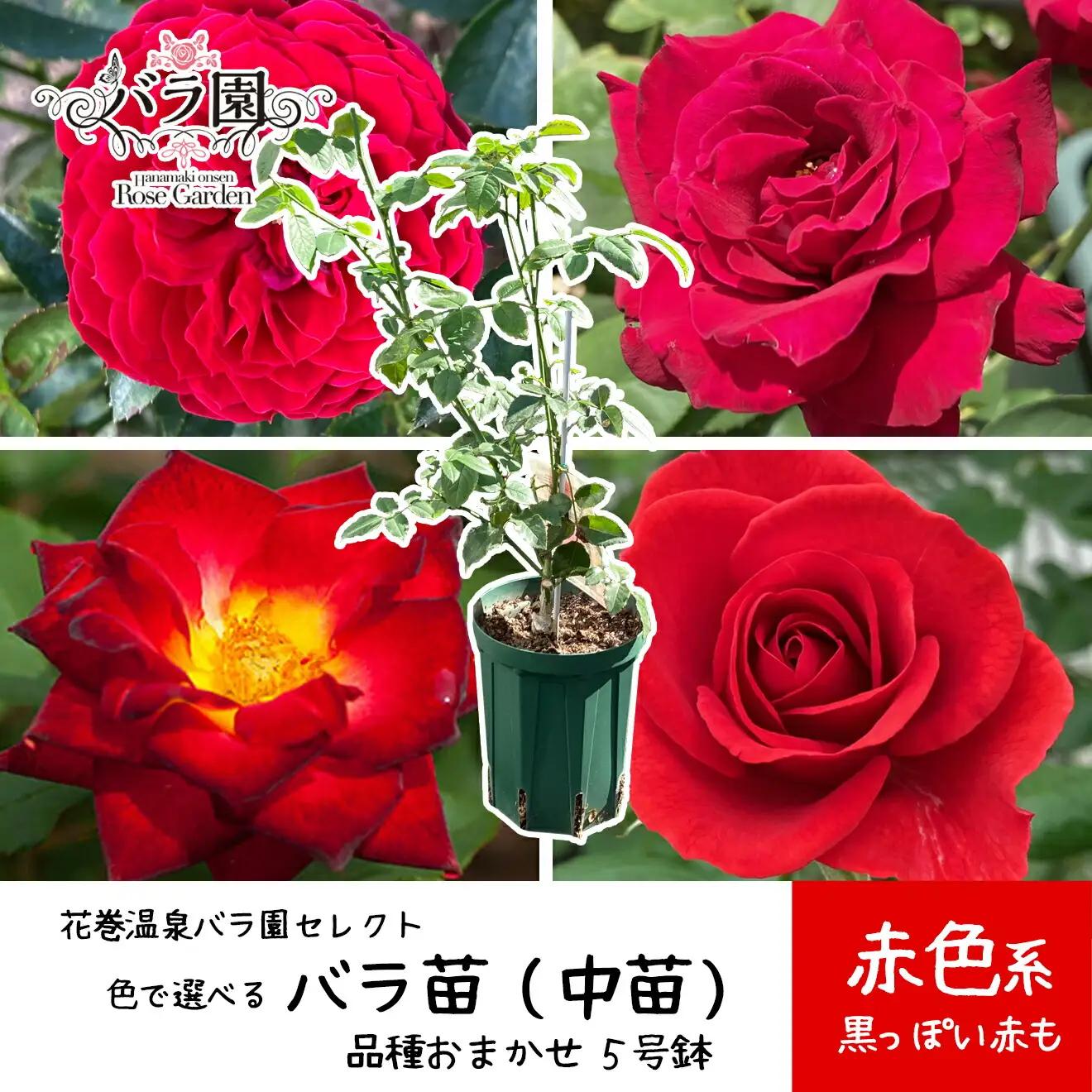 ＜色で選べる♪＞花巻温泉バラ園で育った「バラ中苗」5号サイズ -赤-【1860】<2026年3月より発送>