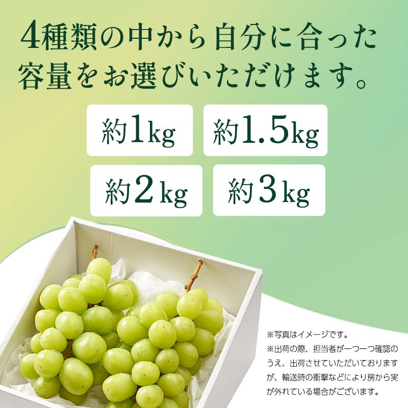 ＜2026年秋発送分先行予約＞大人気！たくさん届く 伊達市産 シャインマスカット 約3kg (3～6房)フルーツ 果物 ぶどう マスカット デザート 福島県 伊達市  F20C-659 約3kg