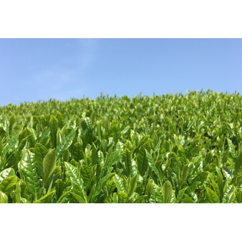 宇治・煎茶ティーバッグ 5g×20個×5袋〈お茶 茶 煎茶 緑茶 かぶせ茶 飲料 ティーバッグ 煎茶ティーバッグ ティーパック 宇治茶 日本茶 加工食品〉_イメージ4