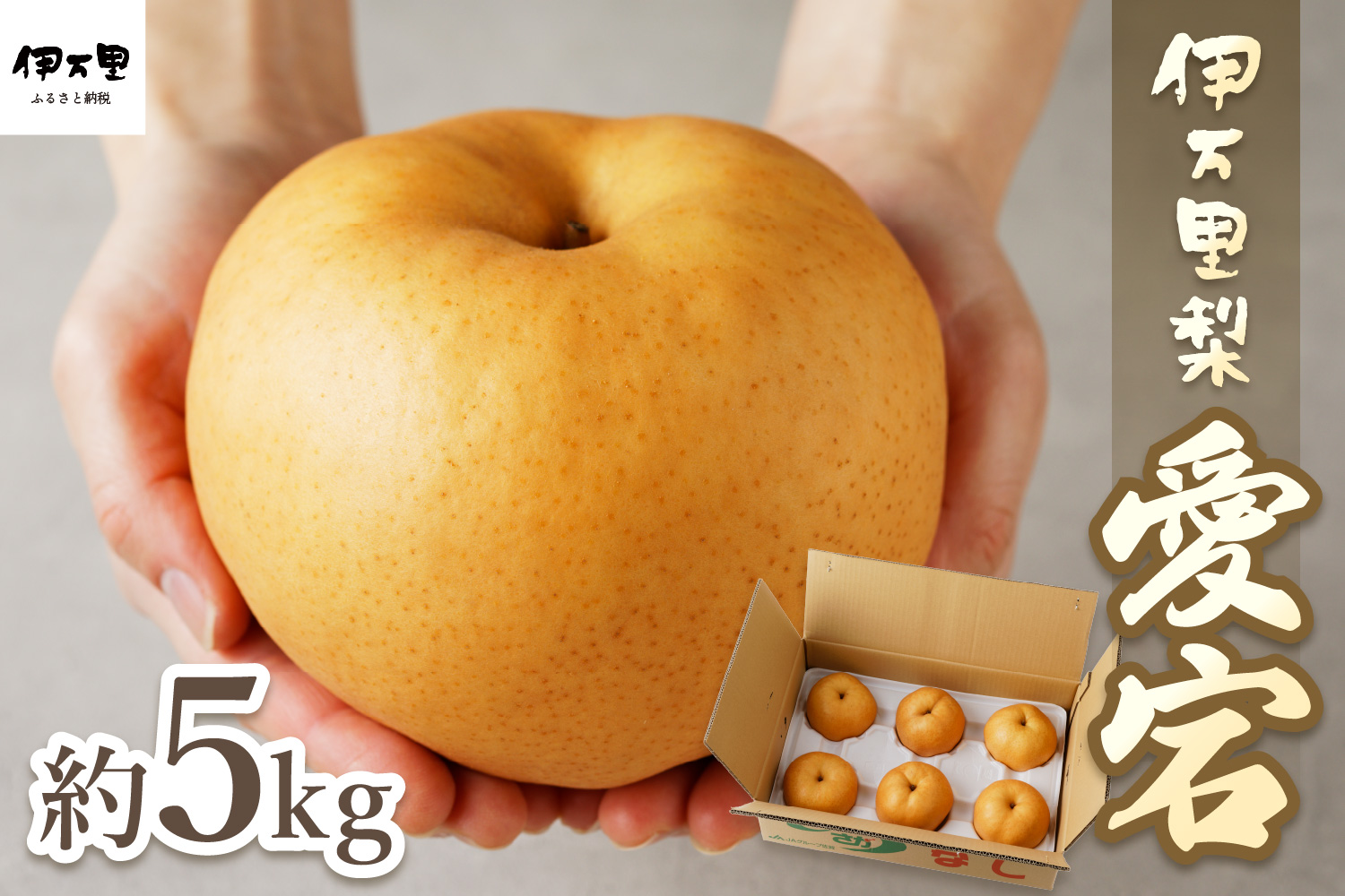 【令和7年産先行予約】伊万里梨 「愛宕」 約5kg 大型種 B164