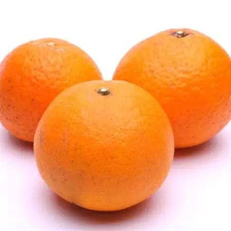 厳選 清見2.5kg+250g(傷み補償分)【光センサー選果】【樹上完熟きよみオレンジ】【配送不可地域：離島・北海道・沖縄県】【1649743】
