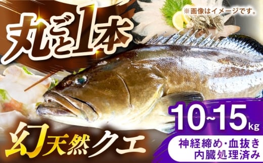 壱岐産　幻天然クエ　丸ごと1本　10kg～15kg《壱岐市》 【みやげ処 縁由】 [JBJ020]