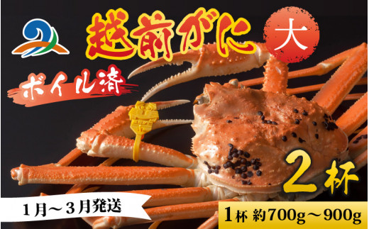 【先行予約】越前港より直送！ 越前がに 大 (約700g～900g) 2杯 ※発送前に在宅確認の電話連絡をいたします!【1月～3月配送】 ズワイガニ ずわいがに ズワイ蟹 越前ガニ ボイル 刺身 蟹 鍋 しゃぶしゃぶ 冷蔵  カニ 鍋 海鮮 かに福井県 南越前町 送料無料