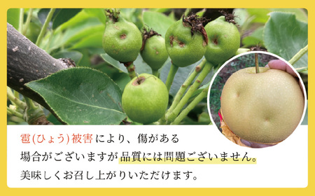 【やなファーム】二十世紀梨　5kg Q1