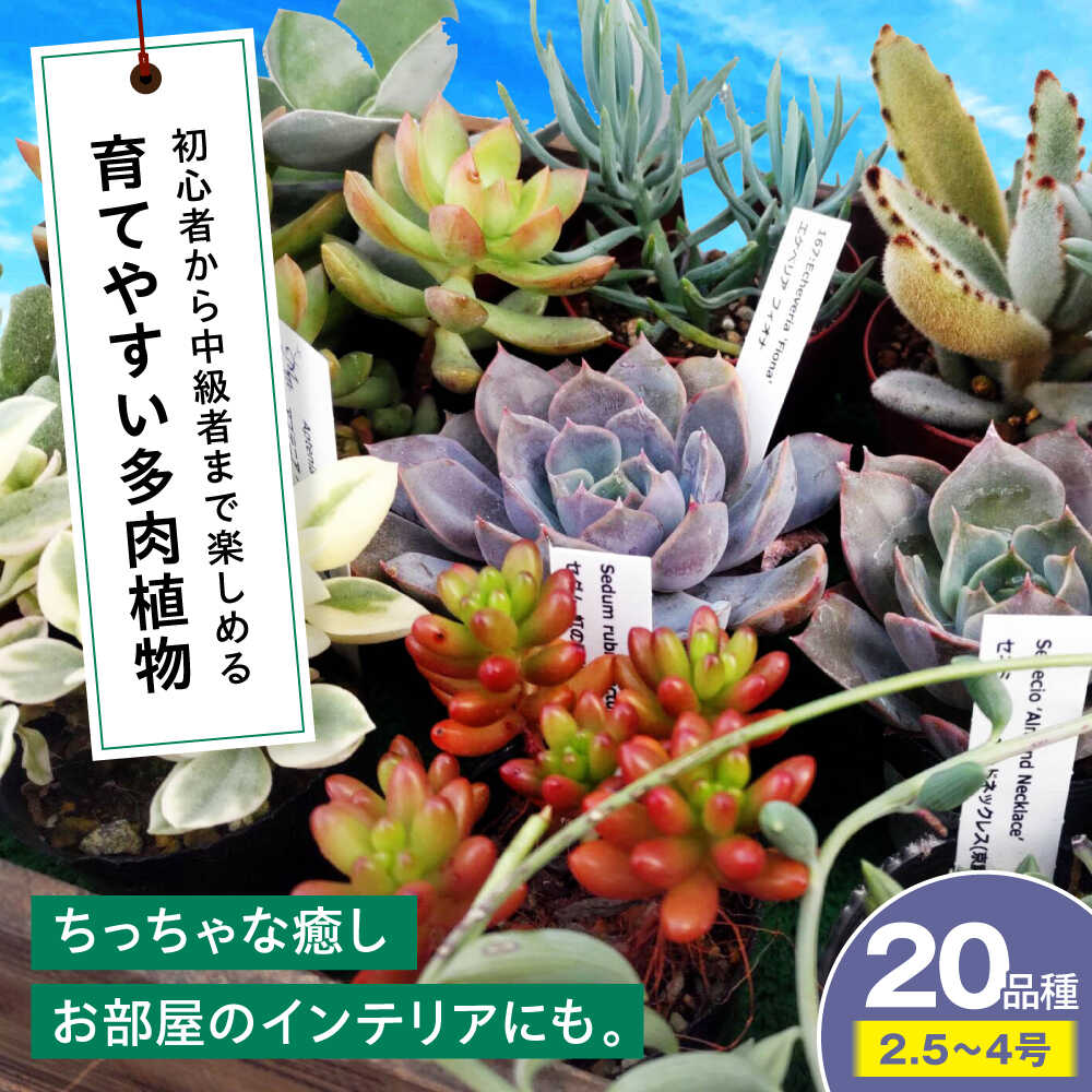 【ふるさと納税】観葉植物【多肉植物】 20品種20鉢セット 植物 セット 観葉植物 初心者 育てやすい 多肉植物 多肉ポット 玄関 インテリア オフィス 癒し おしゃれ かわいい グリーン 多肉 セット 鉢 鉢花 植物 室内 小さい 三次市/園芸王国パスタイム[APCJ002]