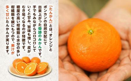 【 2027年度 先行予約 】たんかん 5kg A021-027 期間 数量 限定 タンカン 甘い 糖度12度前後 みずみずしい 果汁たっぷり 柑橘 旬 冬 果物 フルーツ サイズ おまかせ 奄美大島