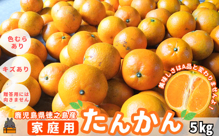 《まもなく旬！》（家庭用）見た目は△！でも味は◎！徳之島産“もぎたて”たんかん（5kg） （ 訳あり 訳有 わけあり ワケ有 タンカン フルーツ みかん 果物 柑橘 甘い 徳之島 奄美 鹿児島 もぎたて フレッシュ 世界自然遺産 フルーツアイランド 先行予約）