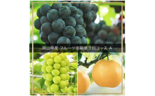 vv-109【令和8年発送・先行予約】フルーツ定期便　全3回コースA