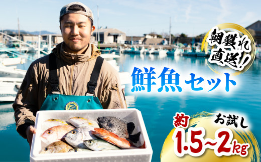 産地直送！ 海陽町より旬の魚をお届け！ 鮮魚セット お試し 約1.5～2kg  詰め合わせ