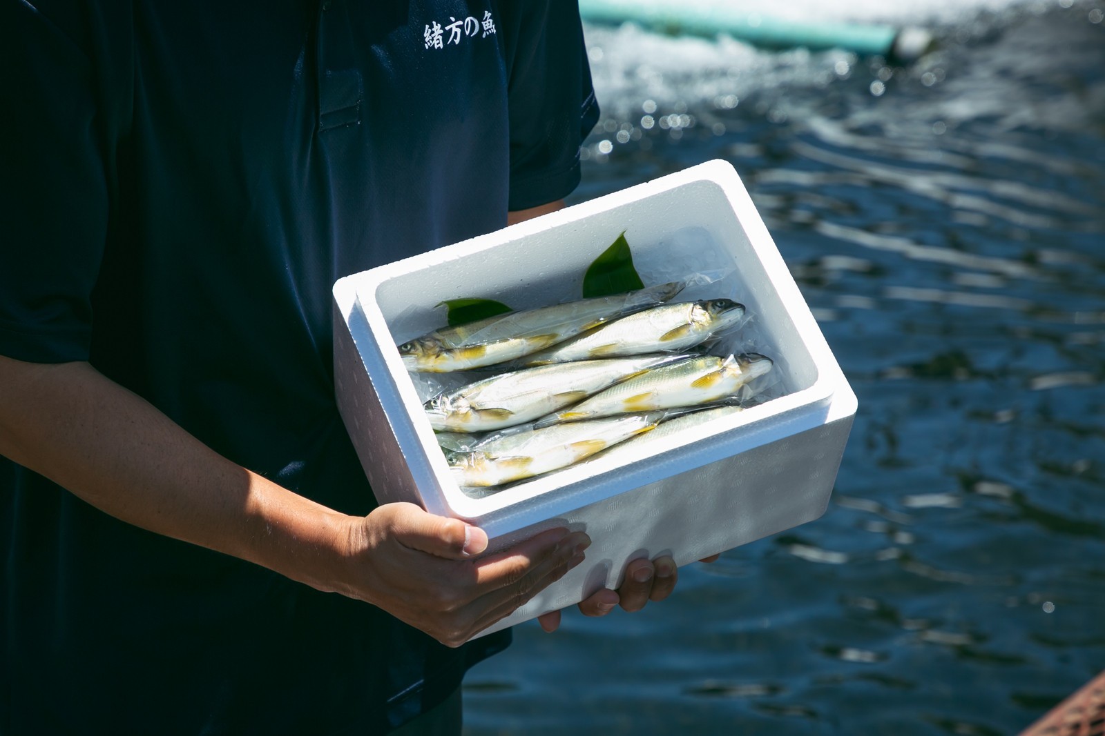 
                  若あゆ（冷蔵配送）1kg（10尾～15尾）OGATA養殖技術研究所 南紀白浜
                