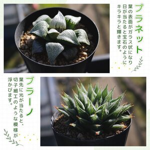 【多肉植物】 ハオルチア おまかせ3鉢セット 多肉植物