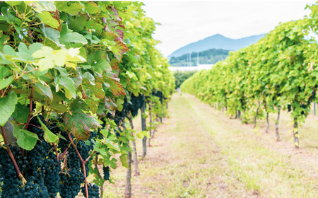 つくばワイナリー SPARKLING ROSE(スパークリングロゼ)  【お酒 葡萄 ぶどう ブドウ 茨城県産 つくば市産 ワイナリー ワイン ワイン ワイン ワイン ワイン 】