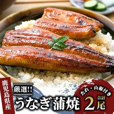 鹿児島産厳選うなぎ蒲焼セット 2尾 指宿屋 IB023-003 うなぎ うなぎ 