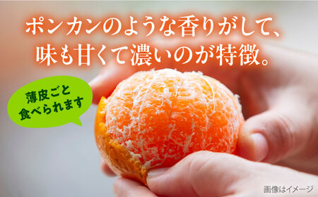 【先行予約】【約5kg】西南のひかり 蜜柑 ミカン みかん 果物 みかん 柑橘 みかん フルーツ 横須賀【志村農園】 [AKGH005-2]
