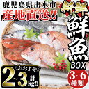 【ふるさと納税】出水の鮮魚おためしBOX(約2〜3kg程度・3〜6種類)魚 鮮魚 鹿児島県 出水近海 お寿司 煮付 料理 旬 何が届くかはお楽しみ 詰め合わせ 詰合せ 冷蔵【出水はやし】