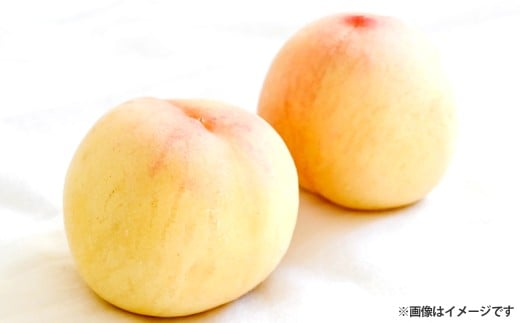 【ご家庭用】 岡山白桃 5～7玉（約1.5kg以上） 【2026年6月下旬～8月下旬発送予定】 白桃 桃 もも フルーツ くだもの 果物 果実 デザート 冷蔵 国産 岡山県 倉敷市