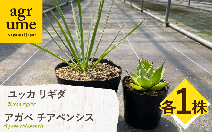 
            ユッカ リギダ ＆ アガベ チアペンシス 各1株 Yucca rigida ＆ Agave chiapensis 長与町/アグリューム [EAI206]
          