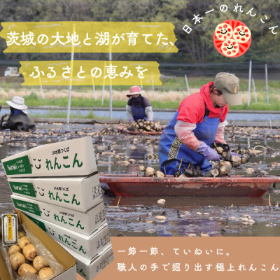 肉厚でシャキシャキの食感と甘みが特徴  掘りたて れんこん 4Kg(4〜7本)【配送不可地域:離島】【1336120】