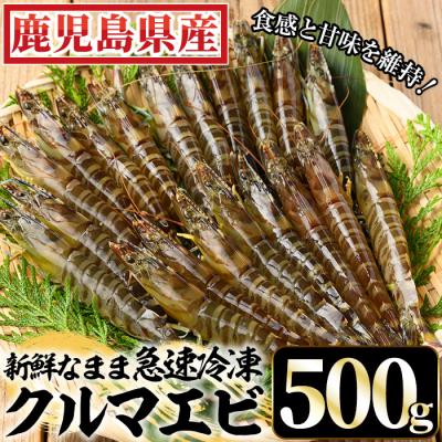 ふるさと納税 いちき串木野市 鹿児島県産!冷凍クルマエビ 500g 10尾(25g/尾)×2袋!活き車海老を急速冷凍しました♪