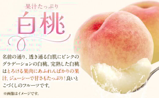 249.【先行予約】 岡山白桃 & シャインマスカット（晴王）& ニューピオーネ セット【配送不可地域あり】白桃 ロイヤル シャインマスカット 1房 ニューピオーネ 1房《7月上旬-8月中旬頃出荷》 