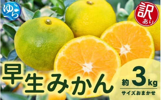 【先行予約】【訳あり】由良早生みかん(サイズおまかせ)約3kg【2025年11月初旬から順次発送予定】※北海道・沖縄・離島配送不可 / 温州みかん 蜜柑 ミカン 柑橘 由良町 果物 フルーツ 産地直送 和歌山県【eiw019】