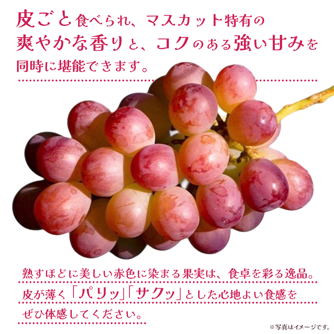 コトピー 2.5kg 【2026年8月下旬発送開始 】 (茨城県共通返礼品：大子町) コトピー ぶどう ブドウ 葡萄 皮ごと 赤い シャインマスカット 新品種 フルーツ 旬果