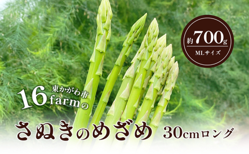 アスパラガス アスパラ さぬきのめざめ 香川県産 ロングアスパラ 30cm MLサイズ 700g 長め ロング 柔らか 濃い味 たっぷり そのまま アレンジ 野菜 お取り寄せ 家庭用 自宅用 16farm イチロクファーム 香川県 東かがわ市 46312614