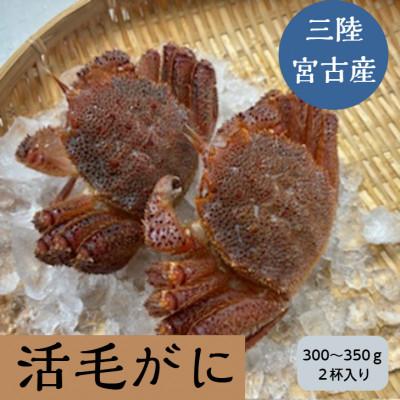 ふるさと納税 宮古市 三陸宮古産　活毛ガニ　300g〜350g×2杯