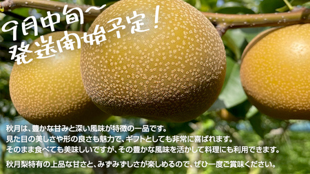 【 2024年 先行予約 】 秋月 梨 約 5kg 10玉～14玉 （ 茨城県共通返礼品 ／ かすみがうら市 ） なし 鈴木農園 産地直送 フルーツ 甘い 直送 茨城 限定  [ED004sa]