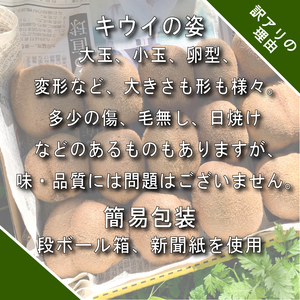 【先行予約】【12月上旬~順次発送】 訳あり キウイフルーツ 3.6kg  腸活 グリーンキウイ 健康 甘い キウイ フルーツ 無選別 みつばちキウイ 規格外 デザート 果物 くだもの 国産 愛知県 