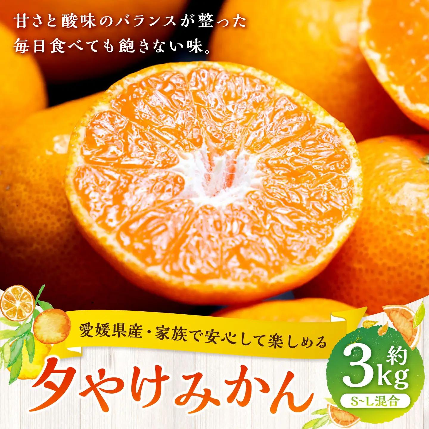 【 愛媛県産 ・ 家族で安心して楽しめる 】 夕やけみかん 約3kg みかん ミカン 柑橘 柑橘系 柑橘類 くだもの 果物 フルーツ 果実 果汁 果肉 国産 【 2026年10月下旬-2027年1月下旬発送予定 】 ( 1102 )