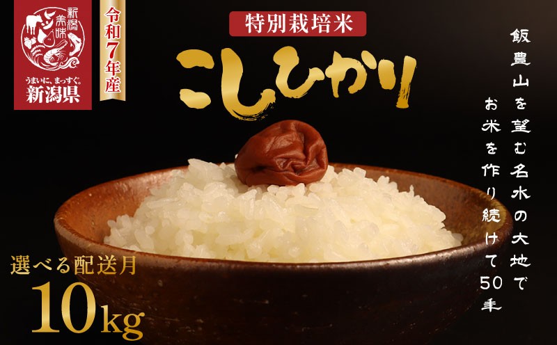 
            令和7年産 特別栽培米コシヒカリ 10kg 5kg×2袋 選べる 配送月 新米 先行予約 減農薬 特栽米 新潟県産コシヒカリ 新潟米 新発田産 新潟 米 させ農園 新潟県 新発田市 sase002_01P
          